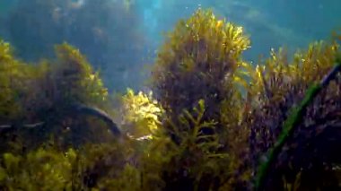 Zar yılanı (Natrix tessellata), Karadeniz 'de deniz tabanındaki küçük balıkları avlayan bir su yılanı.