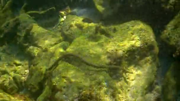 Noppakäärme Natrix Tessellata Vesikäärme Saalistaa Pieniä Kaloja Mustanmeren Pohjalla — kuvapankkivideo