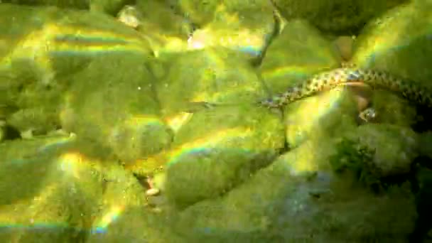 Serpent Dés Natrix Tessellata Serpent Eau Nourrit Petits Poissons Sur — Video