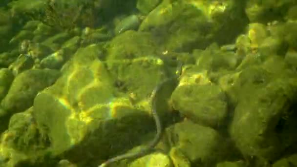 Кістяна Змія Natrix Tessellata Полює Маленьку Рибу Морському Дні Чорному — стокове відео
