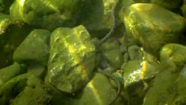 Hadí Kostky Natrix Tessellata Vodní Had Loví Malé Ryby Mořském — Stock video
