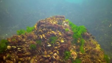 Yeşil ot ve kırmızı algler (Enteromorpha linza, Ulva) Karadeniz 'deki taşların üzerindeki su kolunda sallanırlar.