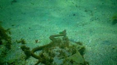 Zar yılanı (Natrix tessellata), Karadeniz 'de deniz tabanındaki küçük balıkları avlayan bir su yılanı.