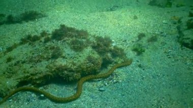 Zar yılanı (Natrix tessellata), Karadeniz 'de deniz tabanındaki küçük balıkları avlayan bir su yılanı.