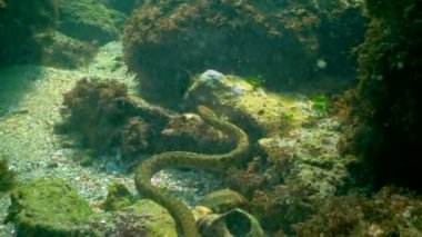 Zar yılanı (Natrix tessellata), Karadeniz 'de deniz tabanındaki küçük balıkları avlayan bir su yılanı.
