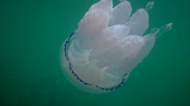 Rhizostome denizanası (Rhizostoma pulmo) güneşe karşı yüzer. Fıçı denizanası su kolunda yüzer. Karadeniz