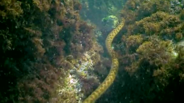 Hadí Kostky Natrix Tessellata Vodní Had Loví Malé Ryby Mořském — Stock video