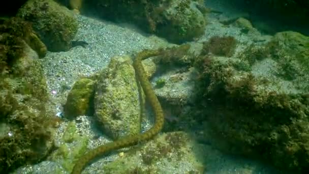 Tärningsormen Natrix Tessellata Vattenorm Jagar Småfisk Havsbotten Svarta Havet — Stockvideo