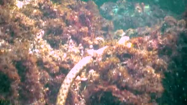 Dobbelsteen Slang Natrix Tessellata Een Waterslang Jaagt Kleine Vissen Zeebodem — Stockvideo