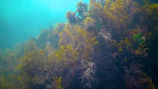 Thickets Sea Algae Cystoseira Barbata Coastal Zone Sea — Stock Video