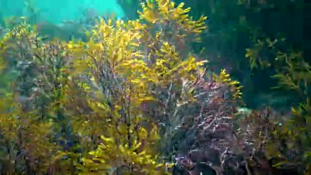 Thickets Sea Algae Cystoseira Barbata Coastal Zone Sea — стоковое видео