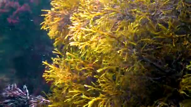 Thickets Sea Algae Cystoseira Barbata Coastal Zone Sea — Vídeo de stock