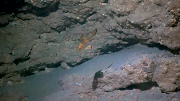 Young Fish Brown Meagre Sciaena Umbra Underwater Cave Fauna Black — Stock videók