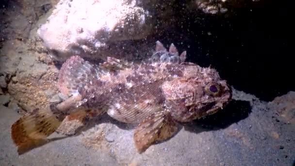 European Black Scorpionfish Scorpaena Porcus Fish Black Sea — Vídeos de Stock
