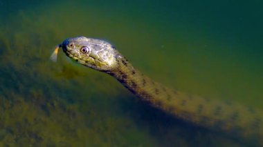 The dice snake (Natrix tessellata), snake head sticking out of the water