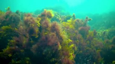 Yeşil ot ve kırmızı algler (Enteromorpha linza, Ulva) Karadeniz 'deki taşların üzerindeki su kolunda sallanırlar.