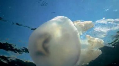 A symbiosis of fish and jellyfish, jack mackerel fry hide in the tentacles of a poisonous jellyfish Rhizostoma pulmo. Black Sea