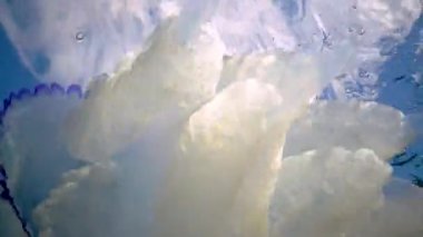 Balıkların ve denizanalarının ortak yaşamı, Jack Uskumru kızartması zehirli bir Rhizostoma pulmo 'nun dokunaçlarında saklanır. Karadeniz