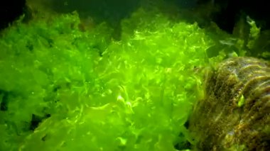 Yeşil algler (Ulva, Enteromorpha) ve kahverengi deniz yosunları kıyıya yakın sığ derinliklerde kayalar üzerinde, Karadeniz