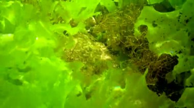 Yeşil algler (Ulva, Enteromorpha) ve kahverengi deniz yosunları kıyıya yakın sığ derinliklerde kayalar üzerinde, Karadeniz