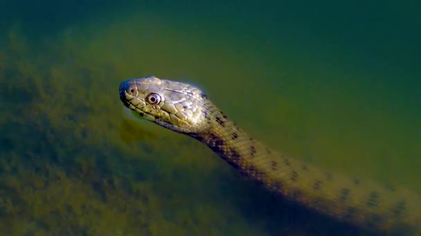 Φίδι Ζάρια Natrix Tessellata Κεφάλι Φιδιού Που Εξέχει Από Νερό — Αρχείο Βίντεο