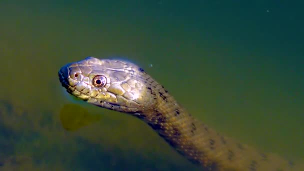 Dice Snake Natrix Tessellata Snake Head Sticking Out Water — Vídeos de Stock