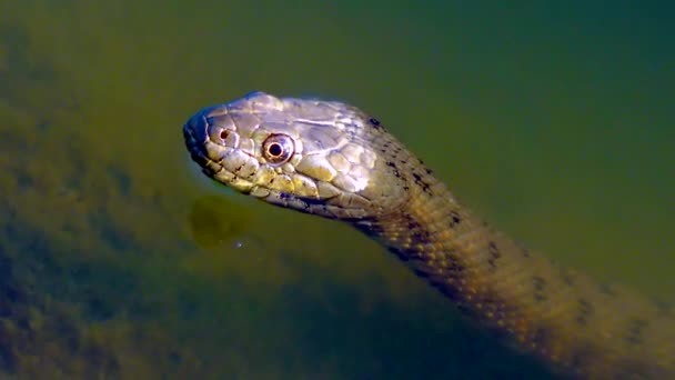 Змія Кісток Natrix Tesellata Голова Змії Стирчить Води — стокове відео