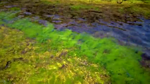 Green Algae Stones Rocks Coastal Zone Black Sea — Video