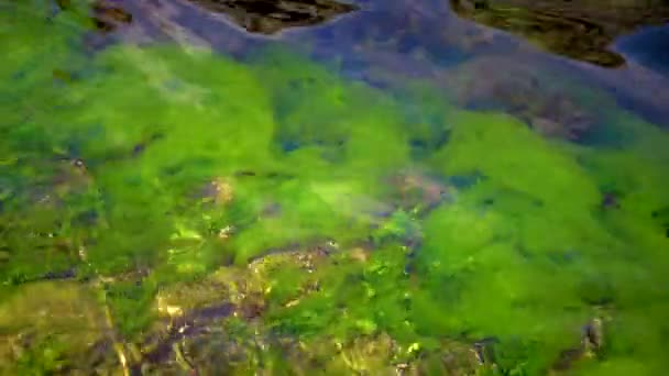 Groene Algen Stenen Rotsen Kustzone Zwarte Zee — Stockvideo