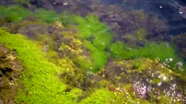 Algues Vertes Sur Les Pierres Les Rochers Dans Zone Côtière — Video