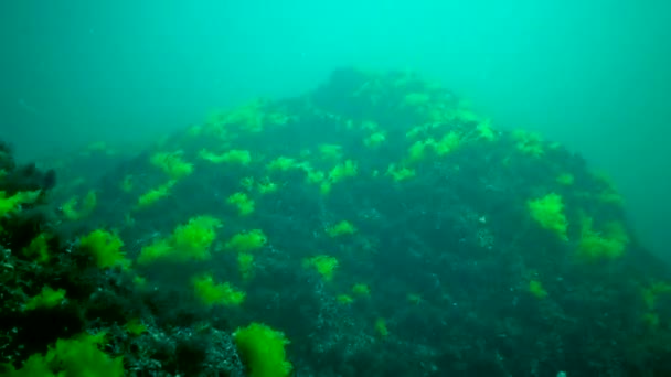 Green Grass Red Algae Enteromorpha Linza Ulva Swaying Water Column — Vídeo de Stock