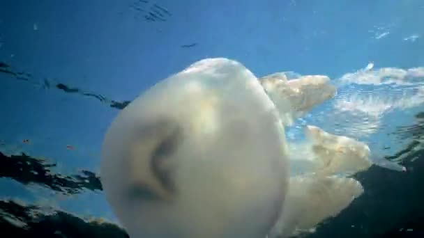 Symbiosis Fish Jellyfish Jack Mackerel Fry Hide Tentacles Poisonous Jellyfish — Stockvideo