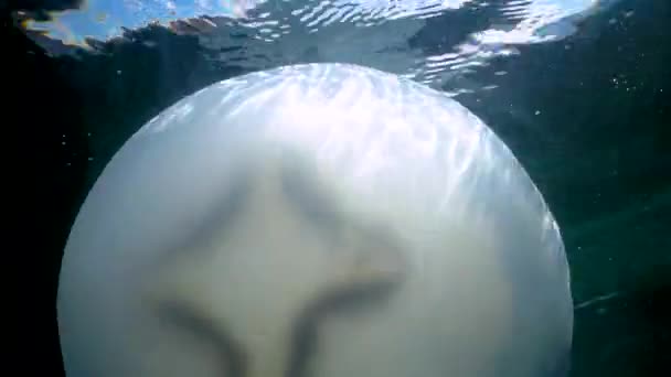 Die Makrelenbrut Eine Symbiose Aus Fischen Und Quallen Versteckt Sich — Stockvideo