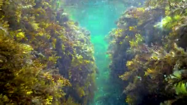 Algas Verdes Ulva Enteromorpha Algas Marrones Sobre Rocas Poca Profundidad — Vídeos de Stock
