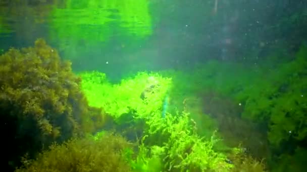 Green Algae Ulva Enteromorpha Brown Seaweed Rocks Shallow Depths Coast — Vídeo de stock