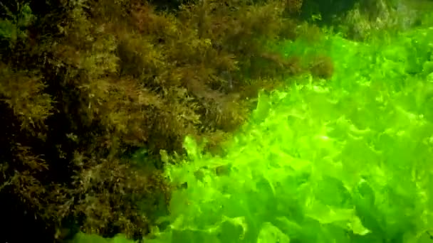 Green Algae Ulva Enteromorpha Brown Seaweed Rocks Shallow Depths Coast — Video Stock