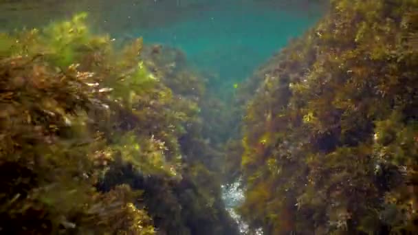海岸近くの浅い深さの岩の上の緑藻 Ulva Enterforma と茶色の海藻 — ストック動画