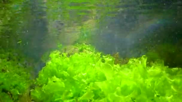 Green Algae Ulva Enteromorpha Brown Seaweed Rocks Shallow Depths Coast — Video