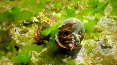 Münzevi yengeç (Clibanarius erythropus), Karadeniz kıyısındaki bir kayanın üzerinde yumuşakça rapana kabuğundan çıkan kerevit çıkıntıları. 