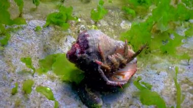 Münzevi yengeç (Clibanarius erythropus), Karadeniz kıyısındaki bir kayanın üzerinde yumuşakça rapana kabuğundan çıkan kerevit çıkıntıları. 