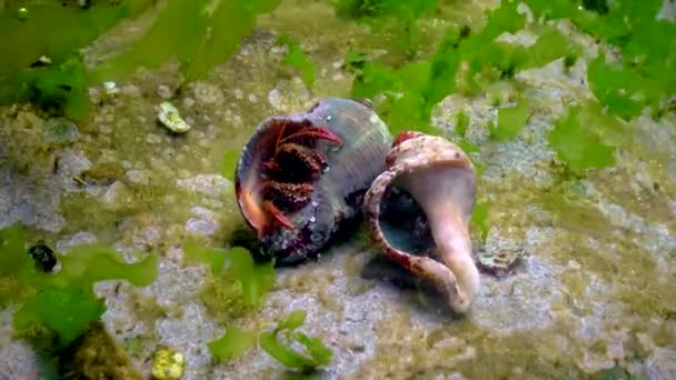 Hermit Crab Clibanarius Erythropus Crayfish Protrudes Shell Mollusk Rapana Stone — Vídeos de Stock