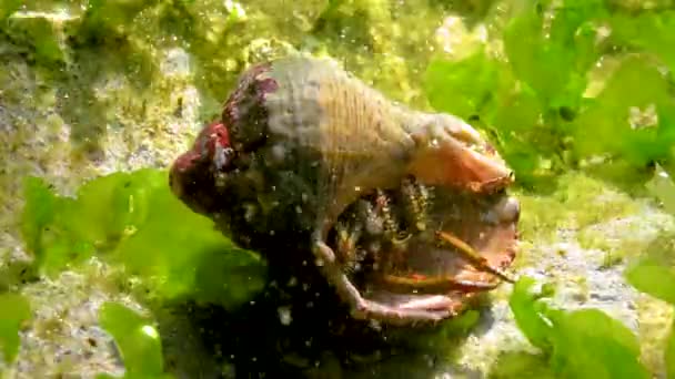 Hermit Crab Clibanarius Erythropus Crayfish Protrudes Shell Mollusk Rapana Stone — Vídeo de Stock