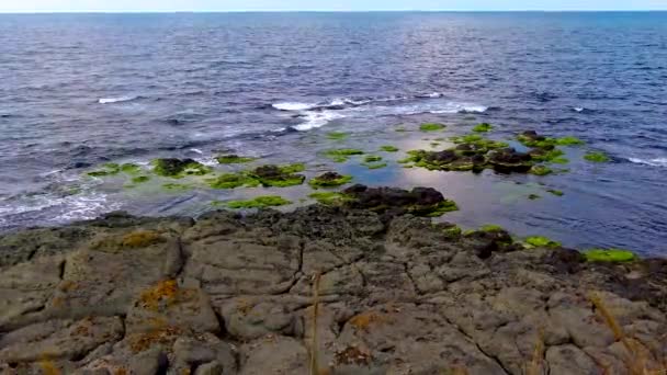 Algas Verdes Sobre Pedras Rochas Zona Costeira Mar Negro — Vídeo de Stock