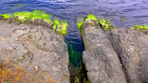 Green Algae Stones Rocks Coastal Zone Black Sea — Video Stock