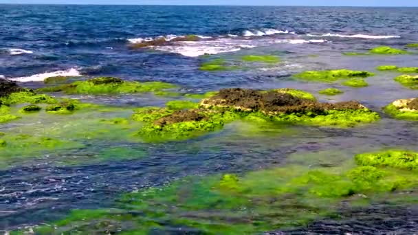 Algues Vertes Sur Les Pierres Les Rochers Dans Zone Côtière — Video