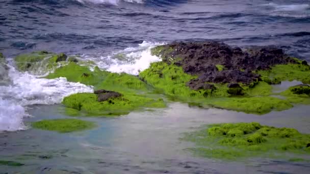 Gröna Alger Stenar Och Stenar Kustzonen Svarta Havet — Stockvideo