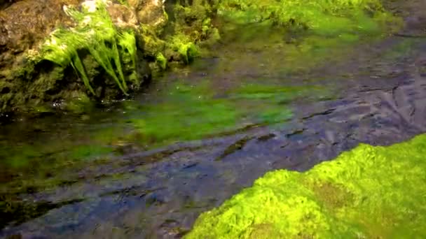 Green Algae Stones Rocks Coastal Zone Black Sea — Video Stock