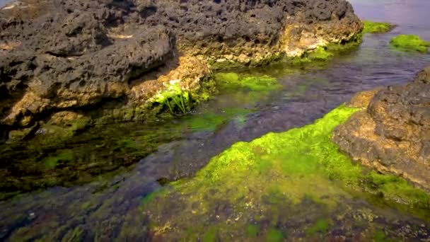 Green Algae Stones Rocks Coastal Zone Black Sea — ストック動画