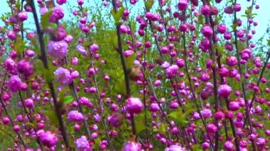 Sometimes called flowering plum or flowering almond (Prunus triloba), slider shot