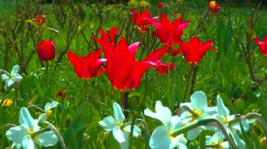 İlkbaharda botanik bahçesinde laleler ve diğer renkli çiçekler açar.